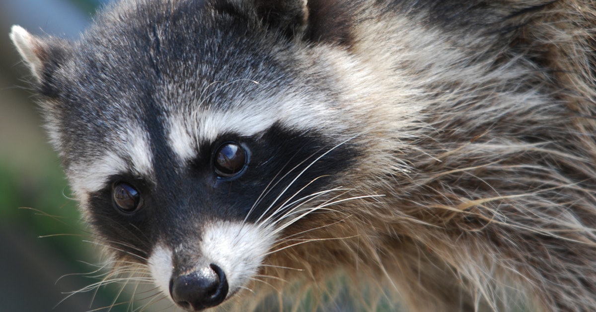 People Built A Memorial For A Dead Raccoon In Canada Because The City ...