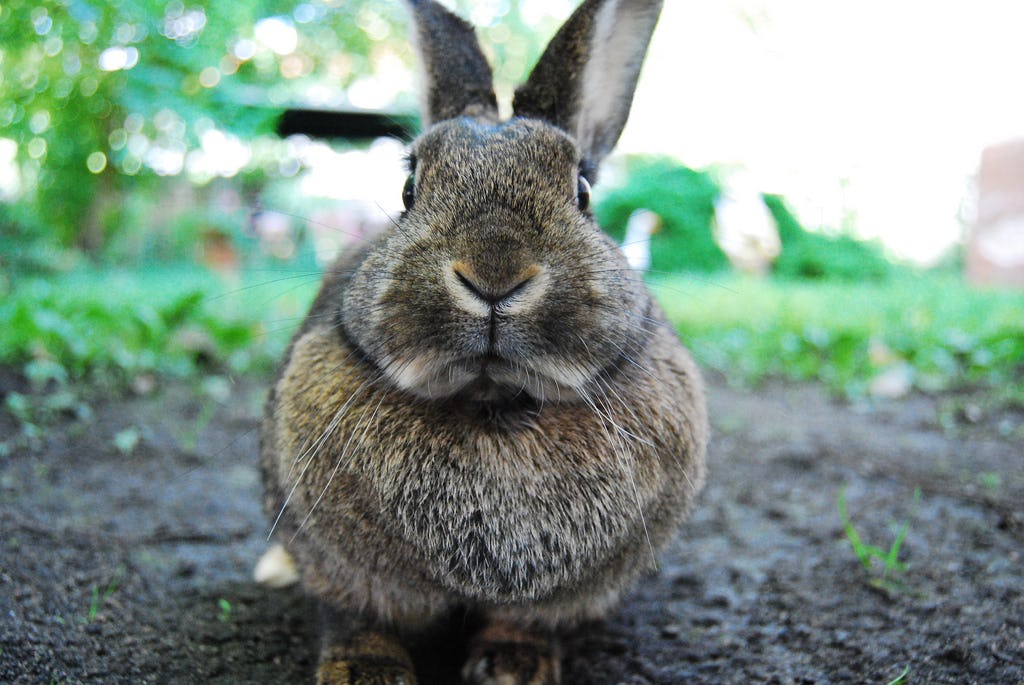 World's Largest Rabbit Is Much Larger Than You Probably Think, And His