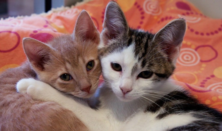 12+ Sleeping Together Hug Gif Images