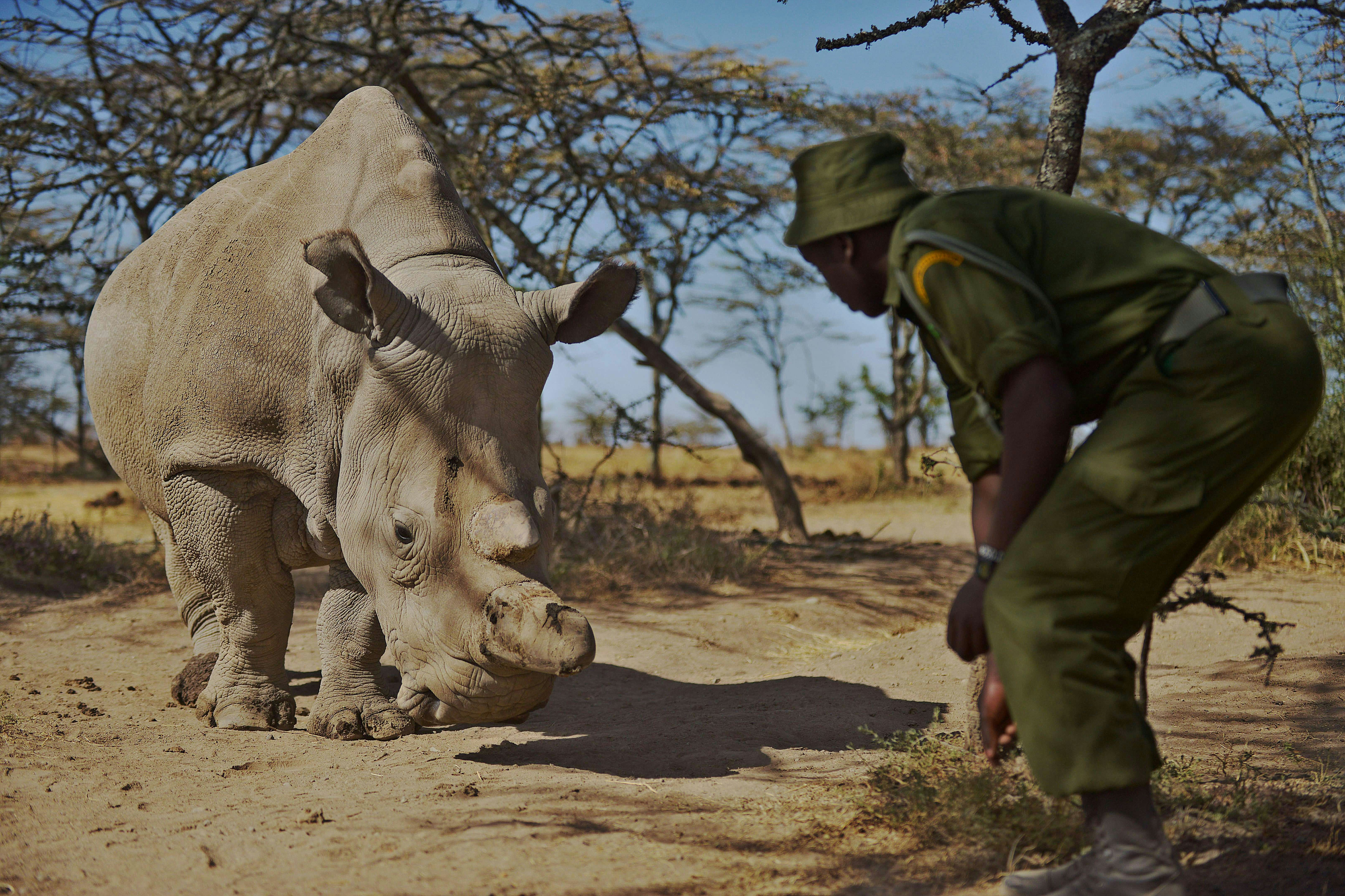 northern white rhinoceros guards