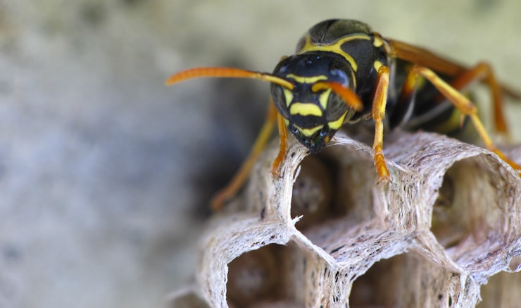 Meet The 'Ampulex Dementor' Wasp, Inspired by Harry Potter (And This Is ...