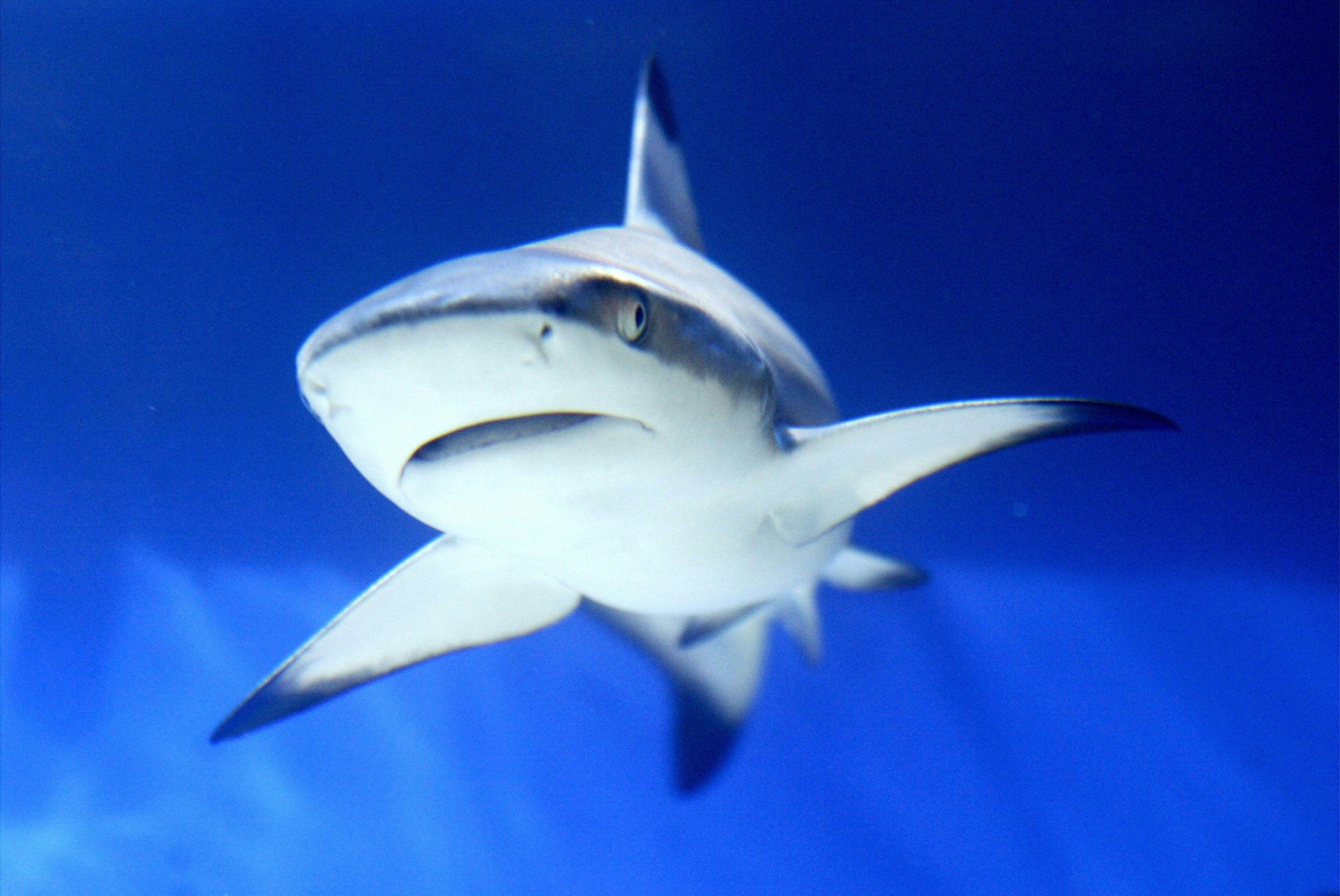 Do Sharks Attack In Shallow Water Or The Deep Sea? The Surprising