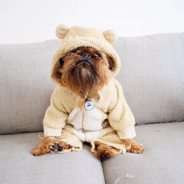 2013s Cutest Animal Instagram Accounts to Follow