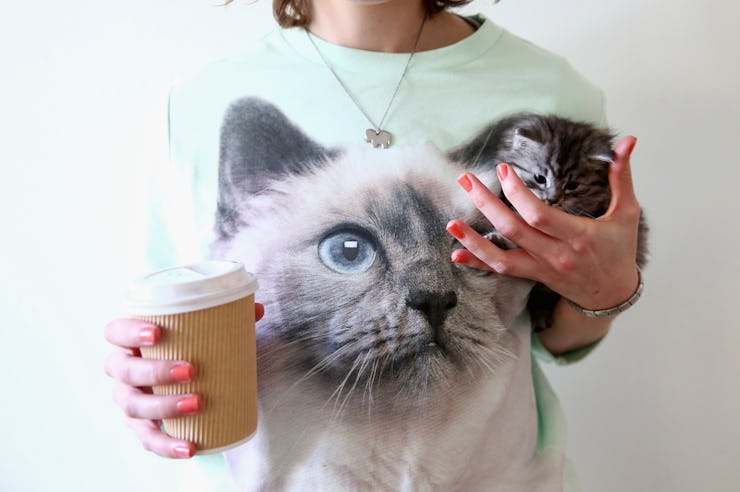 Dream Interpretation Cats Attacking Me | Cute Cats