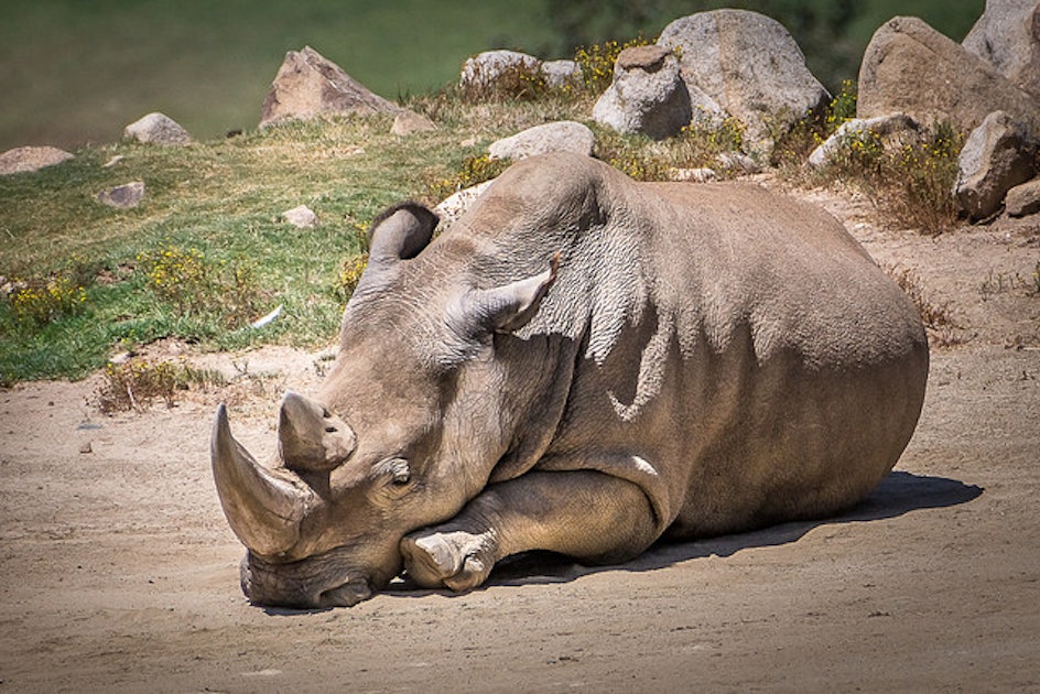 6 Northern White Rhinos Are Left On The And Their Days Are Numbered