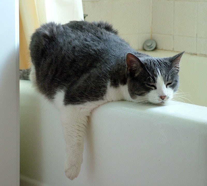 13 Cats Who Just Can’t Even Handle This Summer Heat