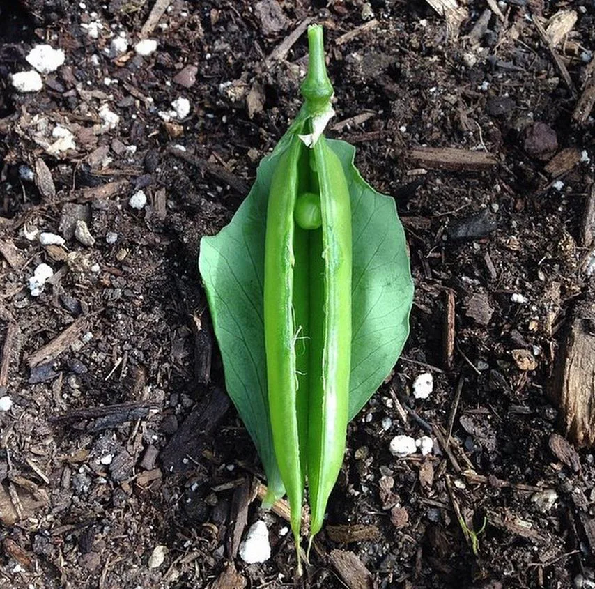 This Instagram Of Things That Look Like Vaginas (But Aren't) Celebrates