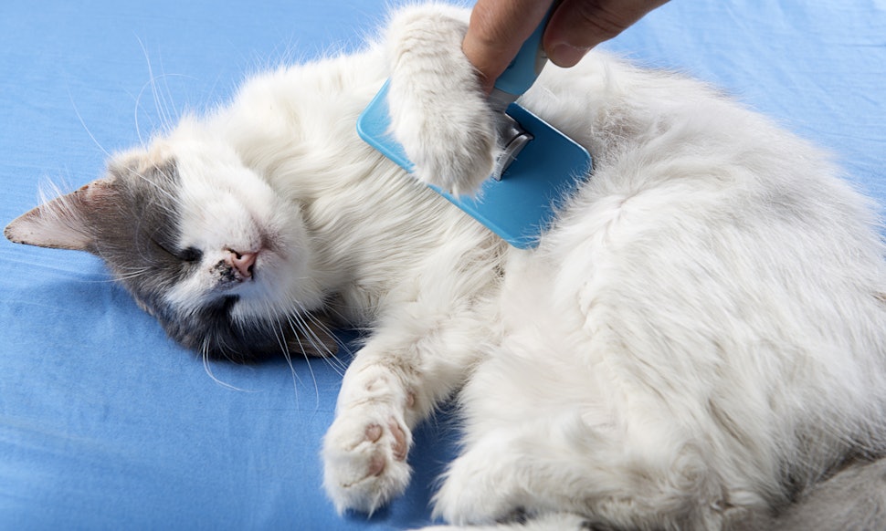 Why Do Cats Get Knots In Their Fur Why Do Cats Get Knots In Their Fur