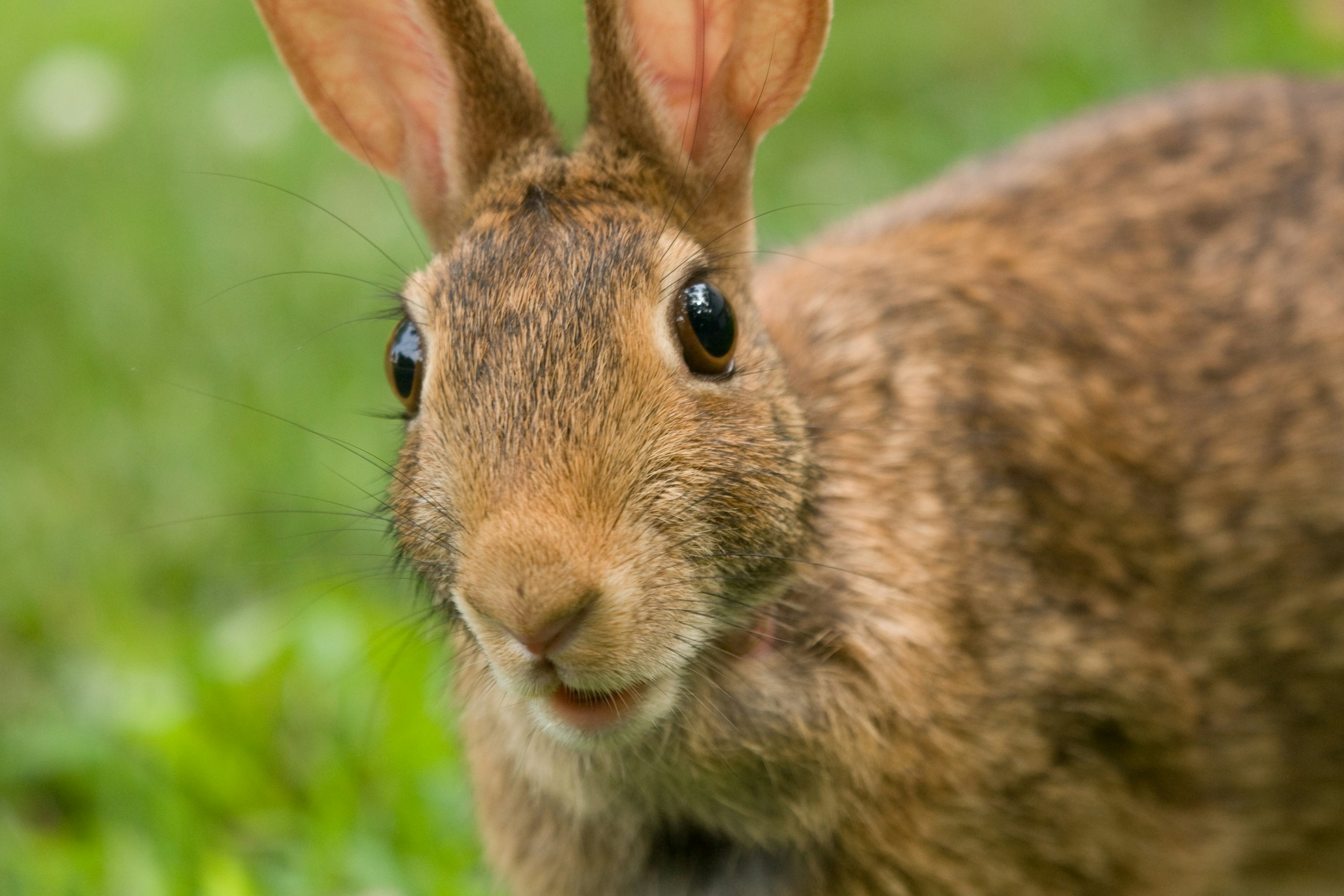 12 Bunnies Who Are So Ready To Party On Easter — The ACTUAL Easter