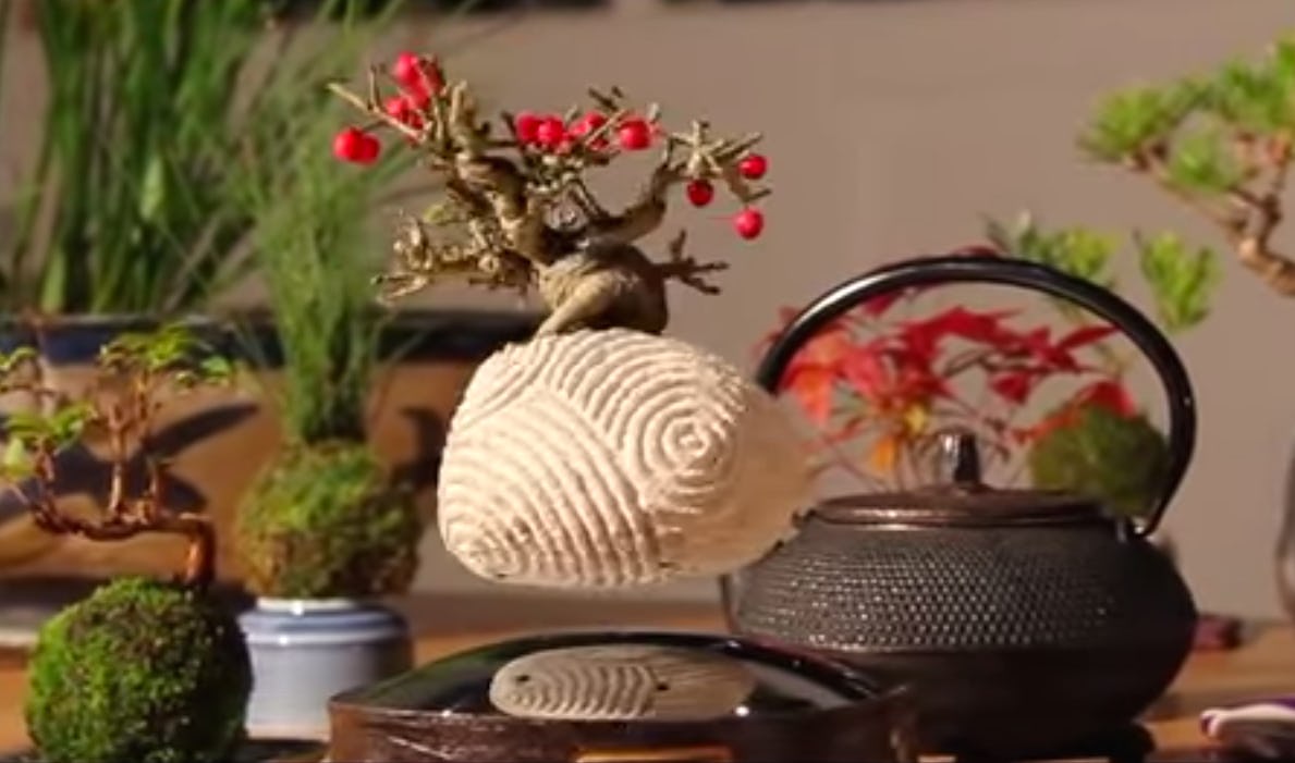 Where To Buy Floating Bonsai Trees, Because These Creations Are Worth