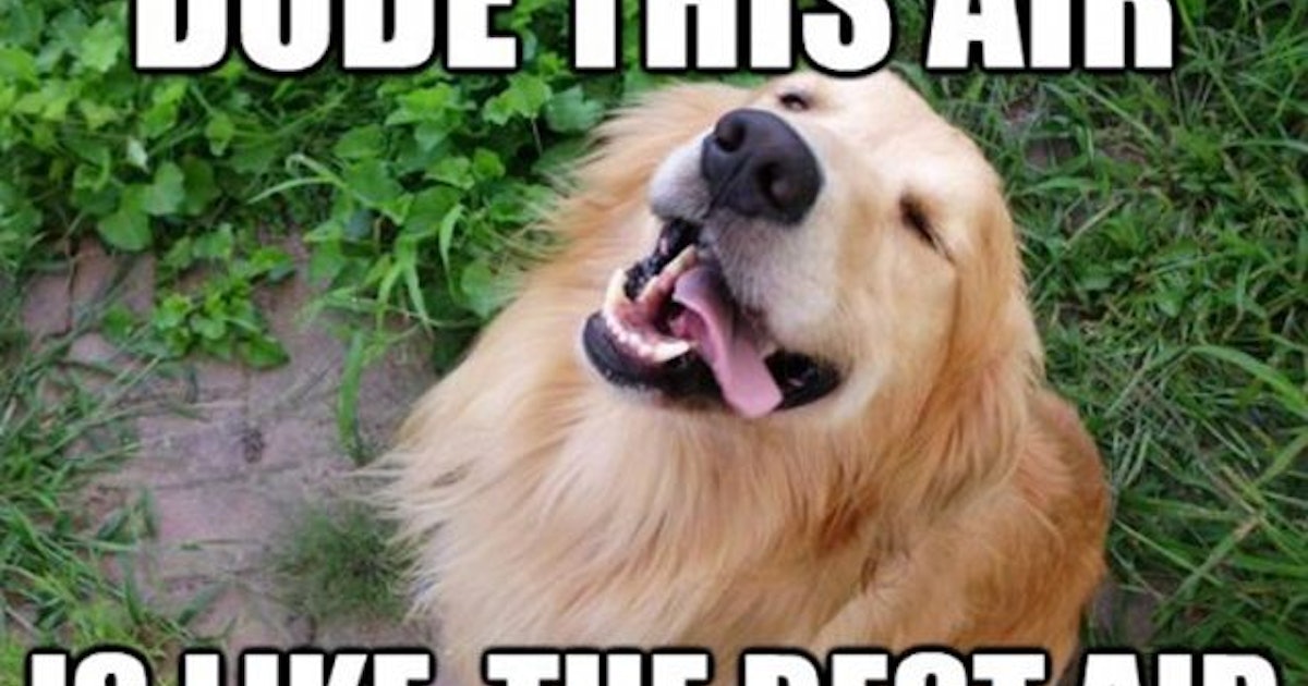 11 National Dog Day Memes That Are Just As Hilarious As They Are Cute 11-national-dog-day-memes-that-are-just-as-hilarious-as-they-are-cute