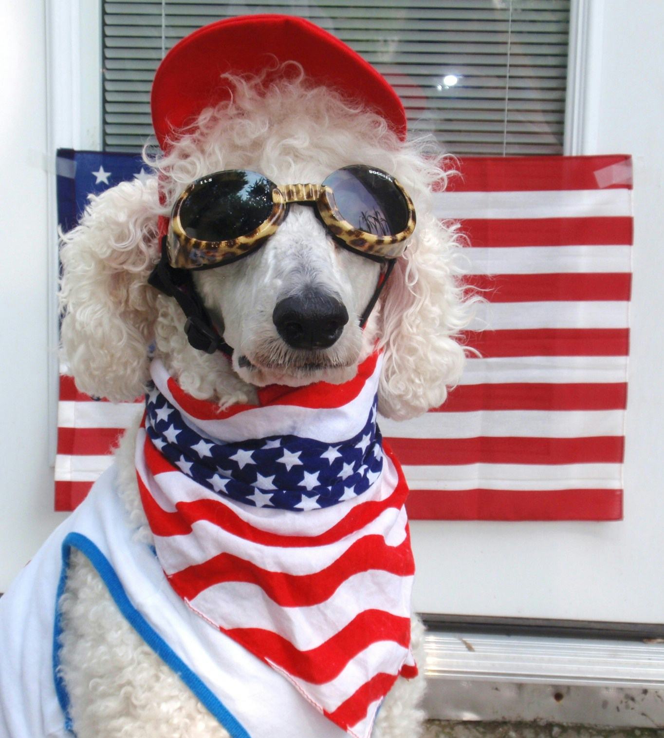 Fourth Of July Dog Costumes See 16 Of the Most Patriotic Pups Out There