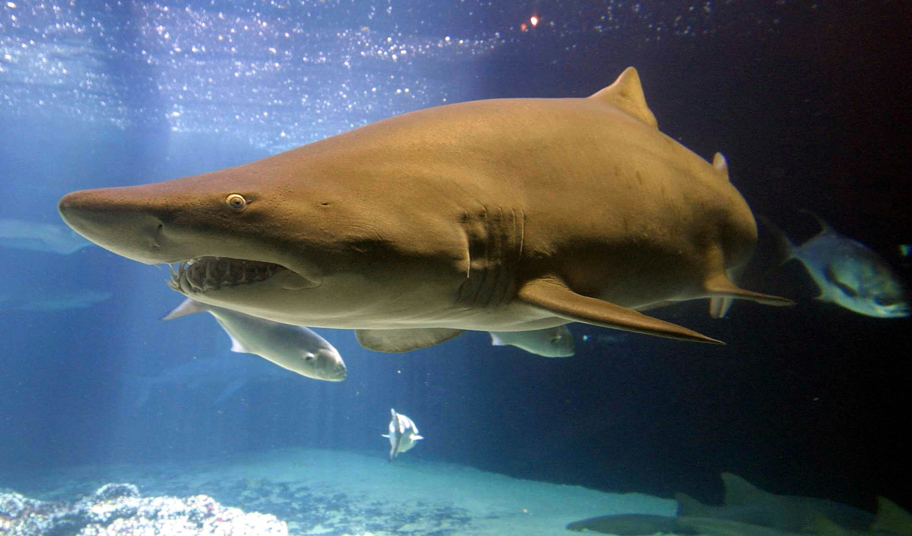 Shark Skin Is Covered With Tiny Teeth, Which Adds A Whole New Dimension