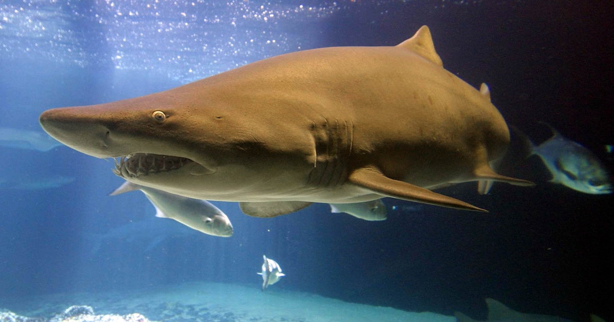 Shark Skin Is Covered With Tiny Teeth, Which Adds A Whole ...