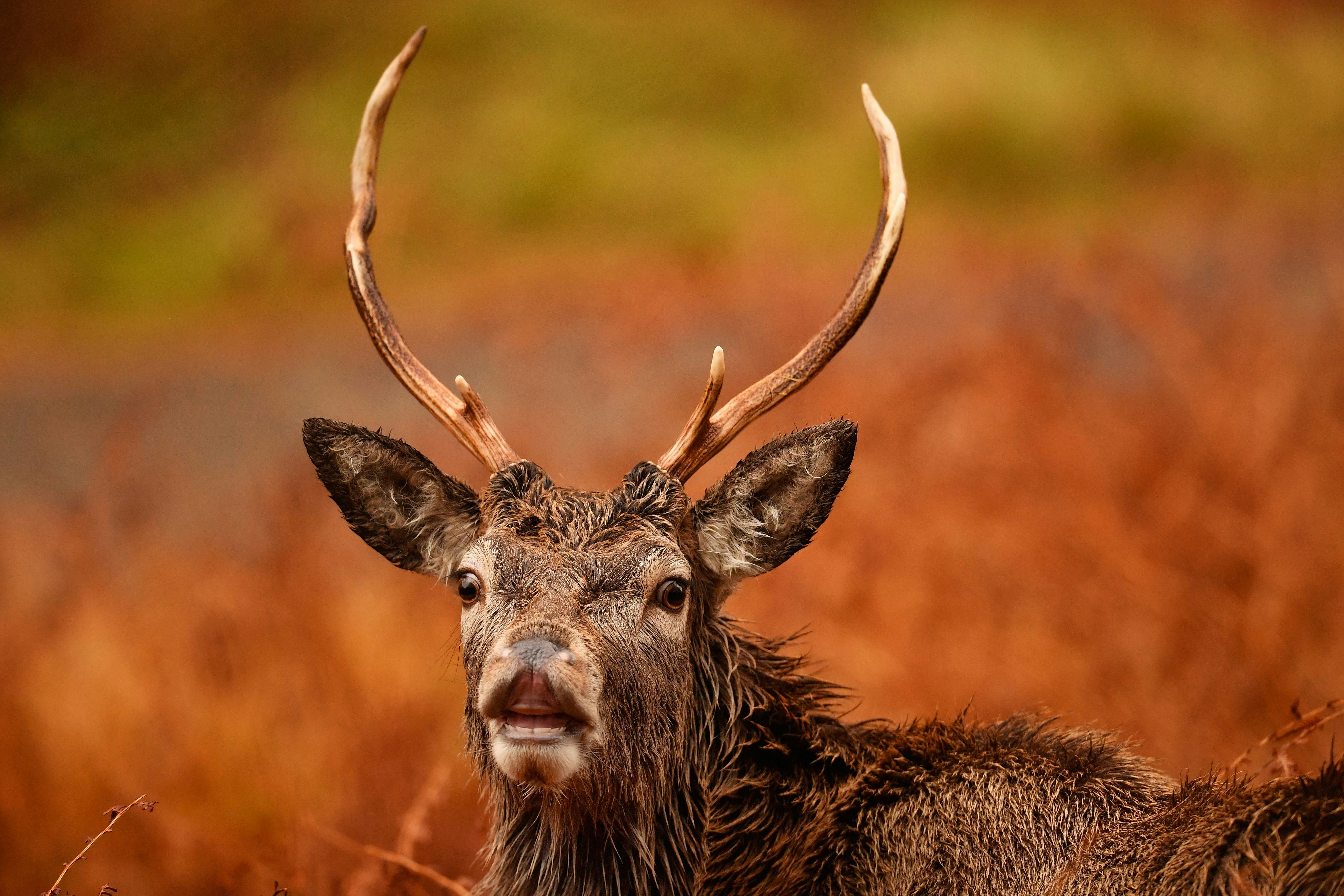 Mites Elk - a dangerous deer parasite Mites Elk - a dangerous deer parasite