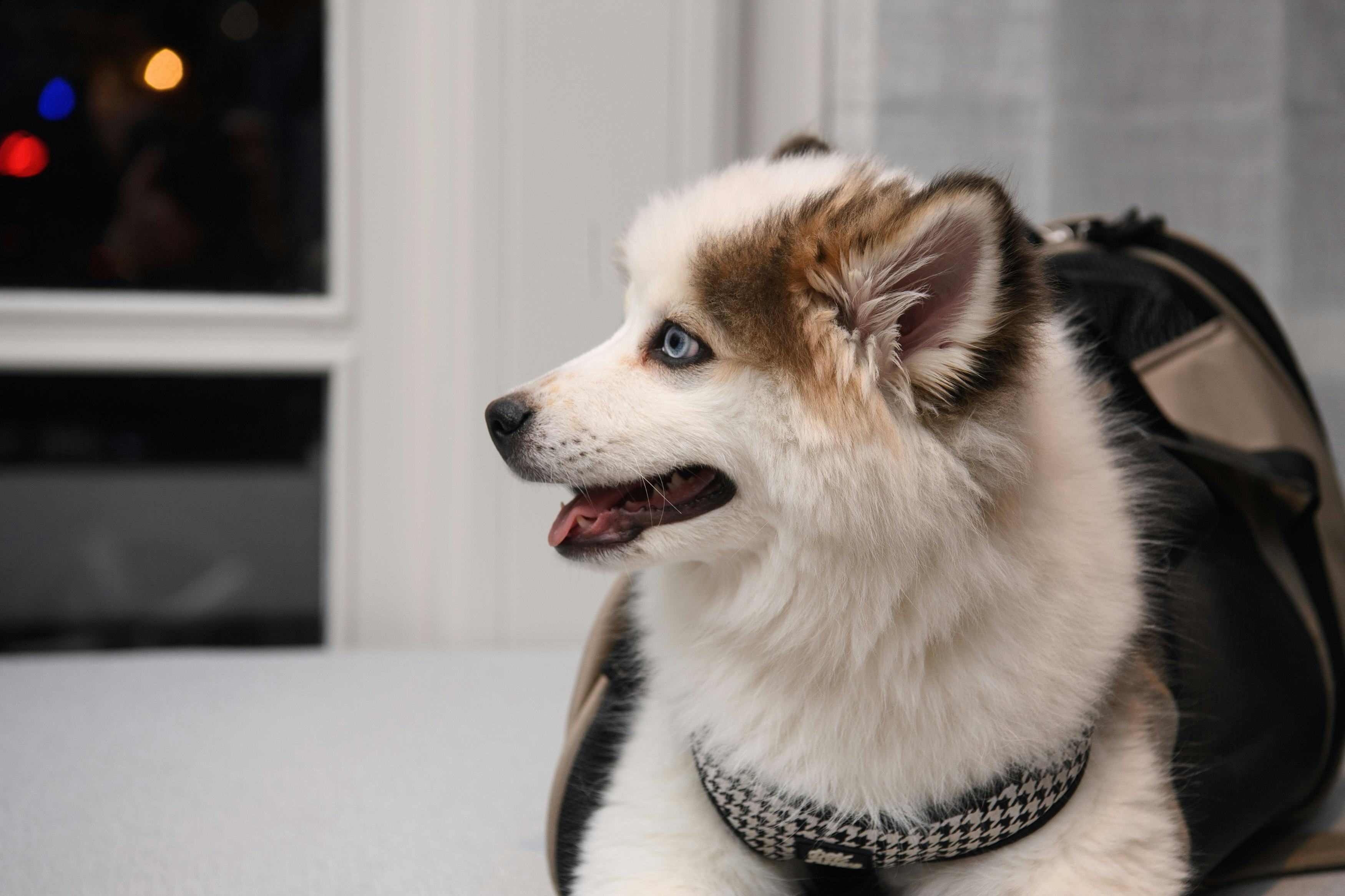 What’s The Best Dog Breed For Your MyersBriggs Type? Here