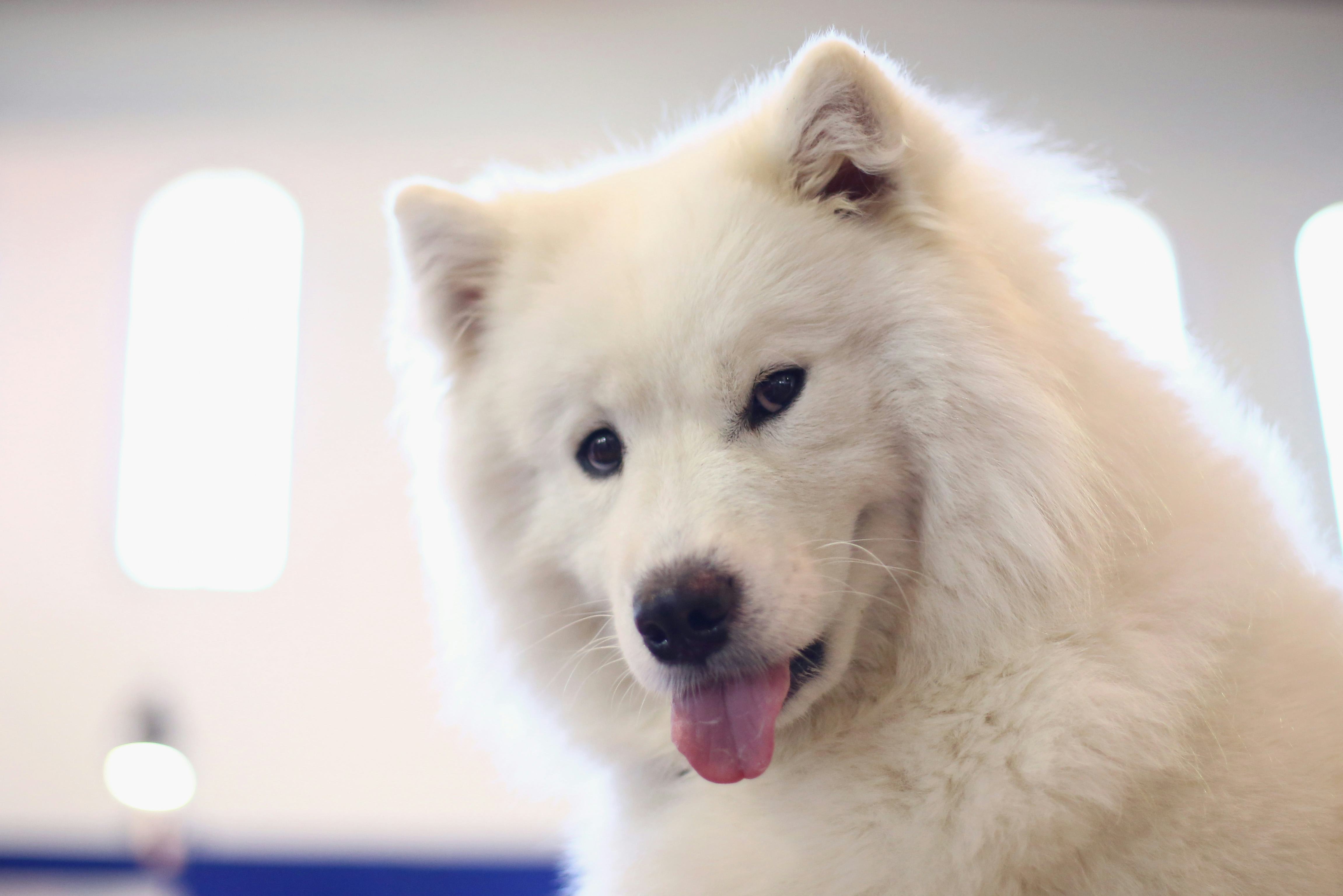 20 Best Dog Breeds For People With Allergies Because There Is Some Hope