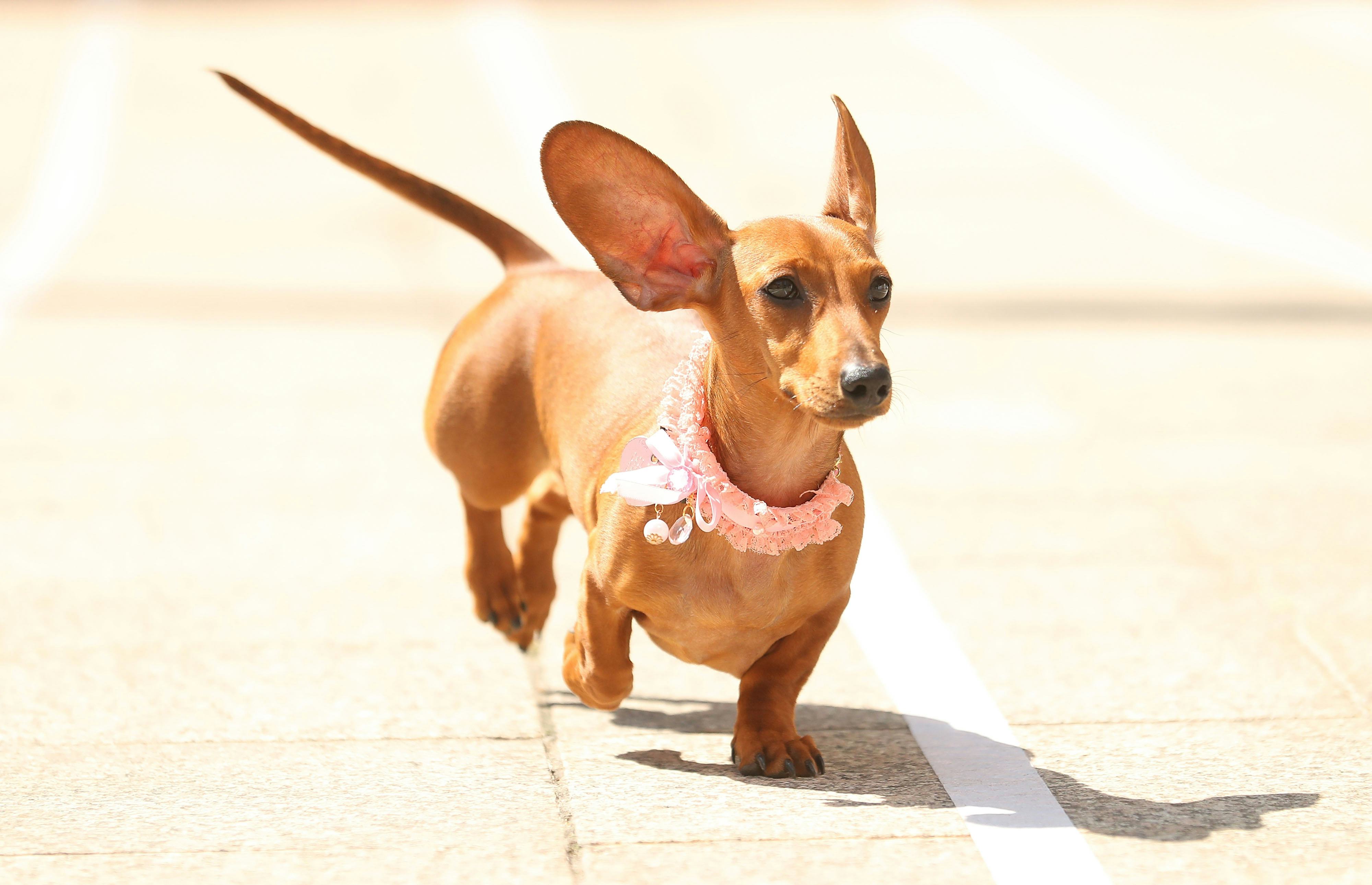 20 Best Dog Breeds For City Living