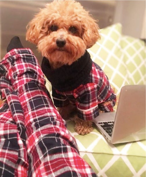 These Matching Holiday Dog Owner Pajamas Are The Cutest Thing To These Matching Holiday Dog Owner Pajamas Are The Cutest Thing To Hen In History Of Instagram