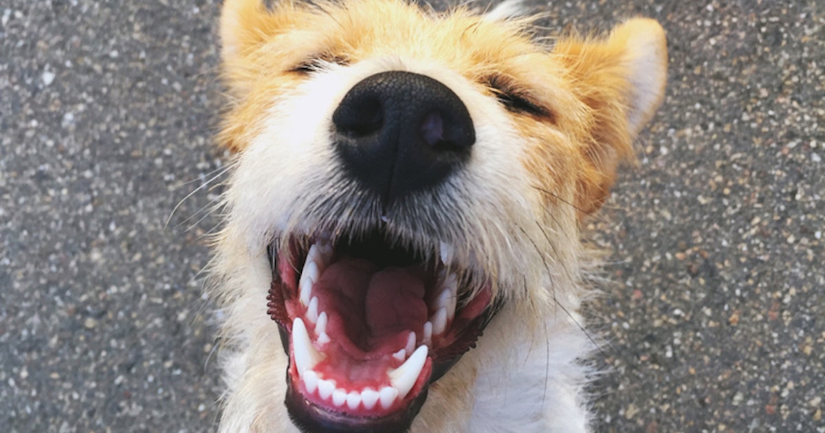 Photos Of Quot Blur Dogs Quot On Twitter Prove How Excited Your