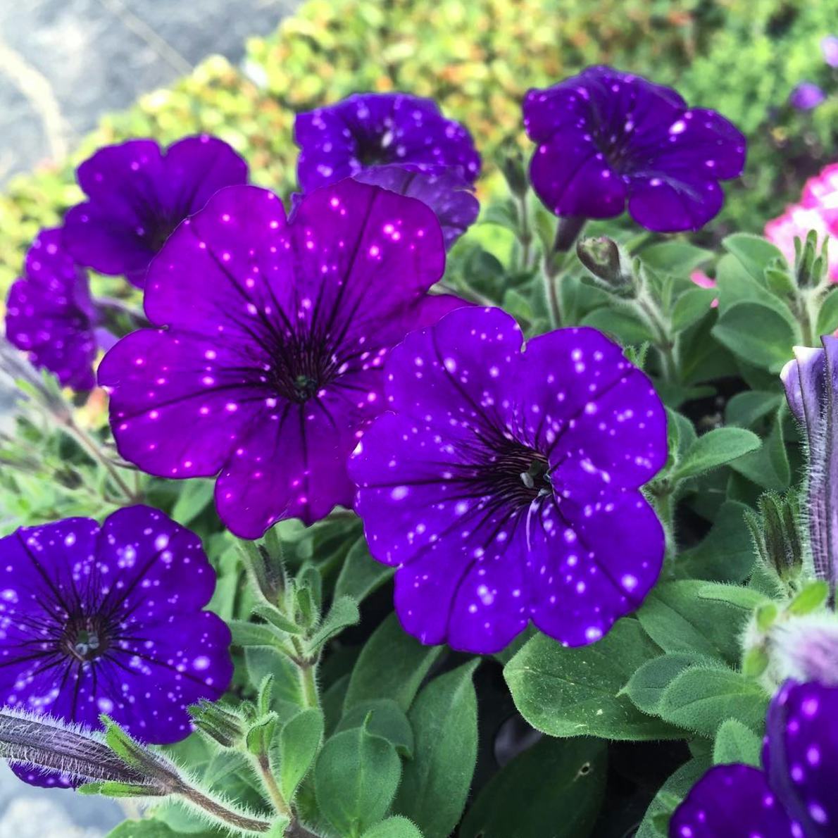 Galaxy Flowers, Or Night Sky Petunias, Are A Celestial Pinterest Daydream