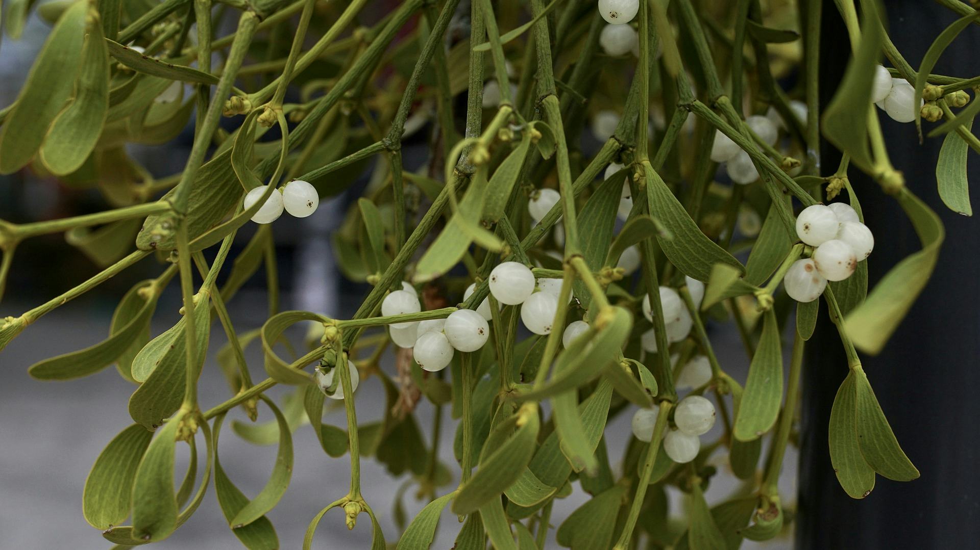 8 mistletoe facts that