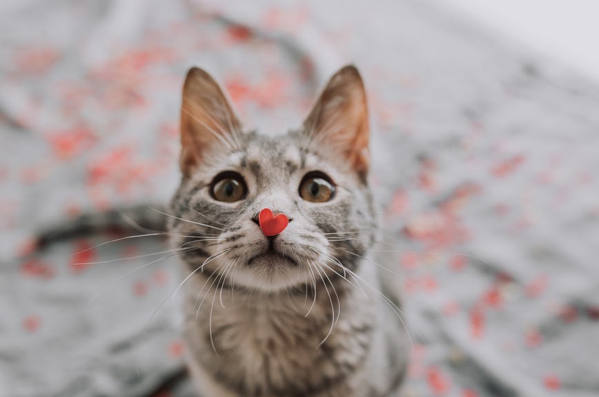 6 Things To Do With Your Cat On Valentine's Day, Because ...