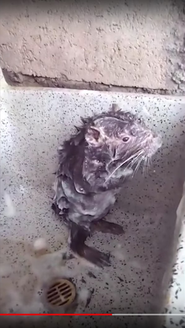What Is Shower Rat? This Video Of A Rodent Bathing Like A Human Is Both