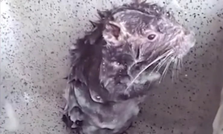 What Is Shower Rat? This Video Of A Rodent Bathing Like A Human Is Both ...