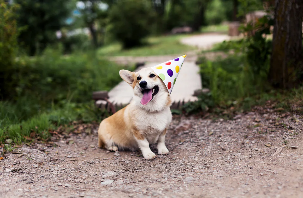 corgi with a hat