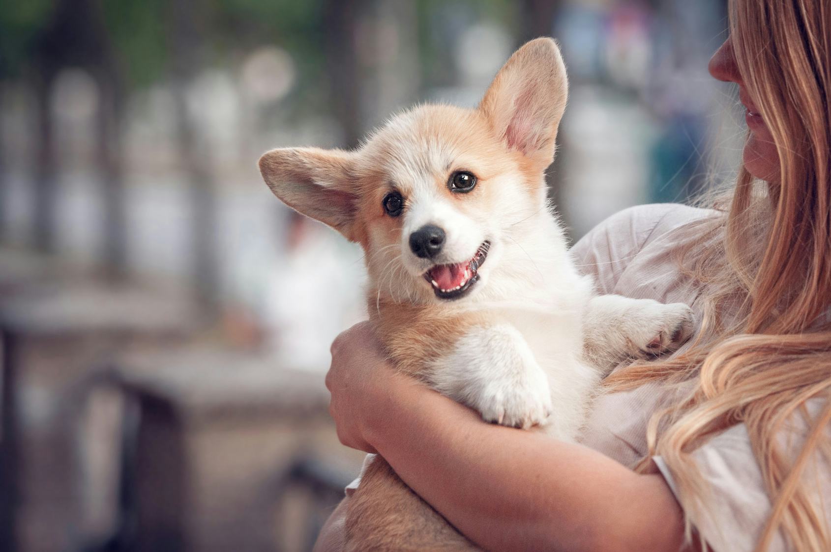 This Corgi That Comforted A Grieving Stranger In An Airport Has ...