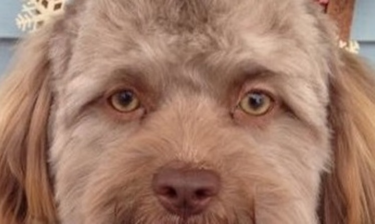 This Dog Looks Like A Person Amp He S Going Viral For It