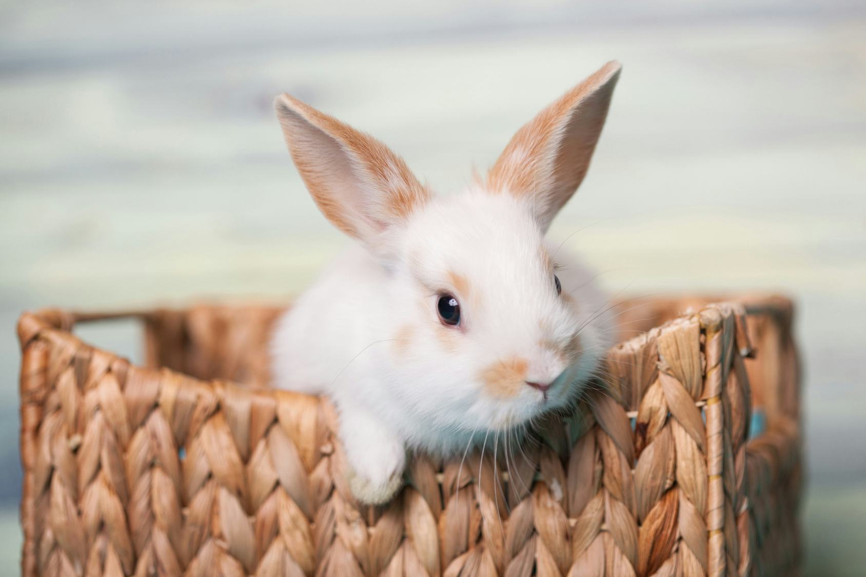 One Pet Store Won't Be Selling Any Bunnies Until After Easter & It's