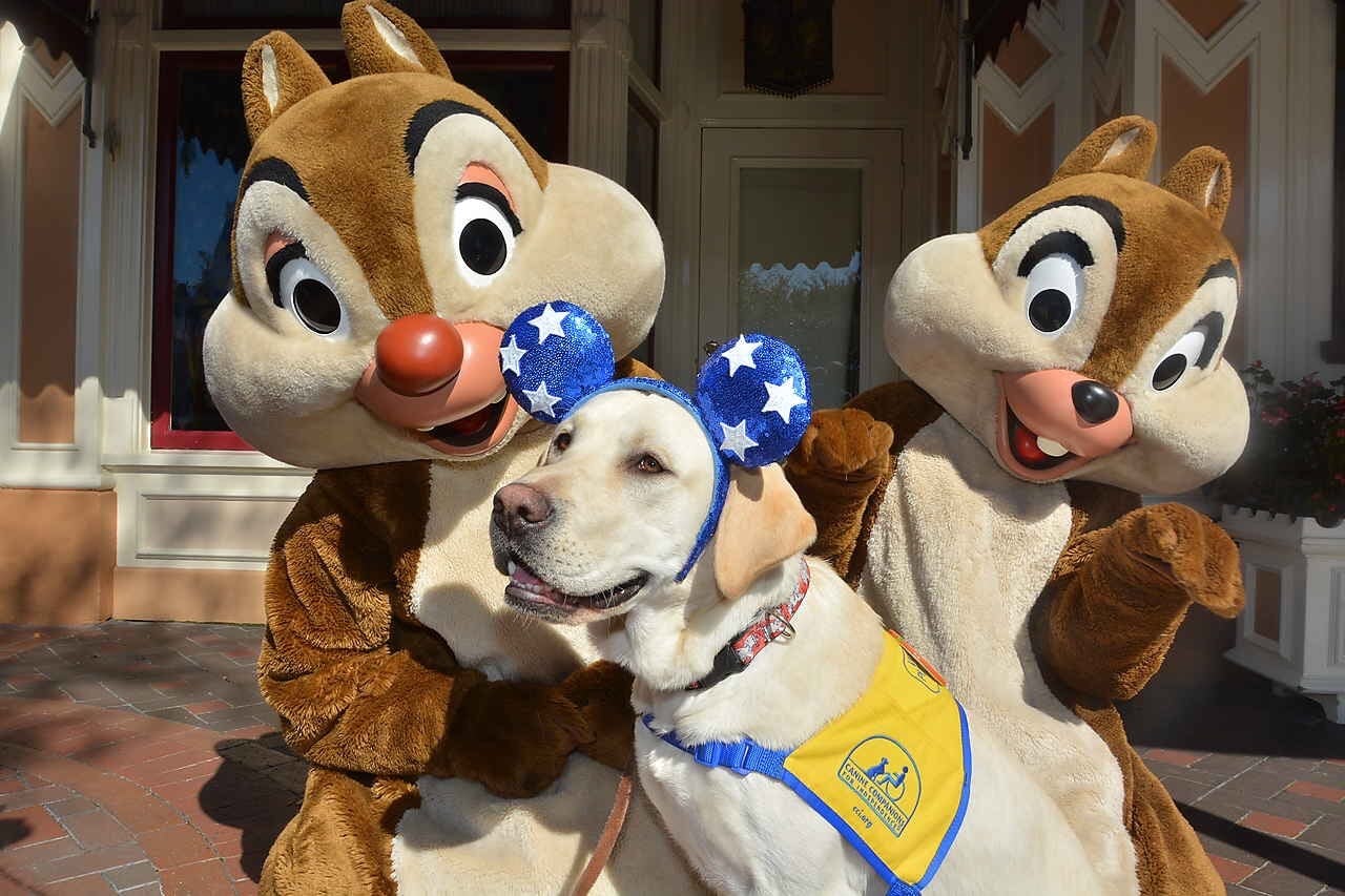 These Photos Of Service Dogs Visiting Disneyland Will Make Your Dreams