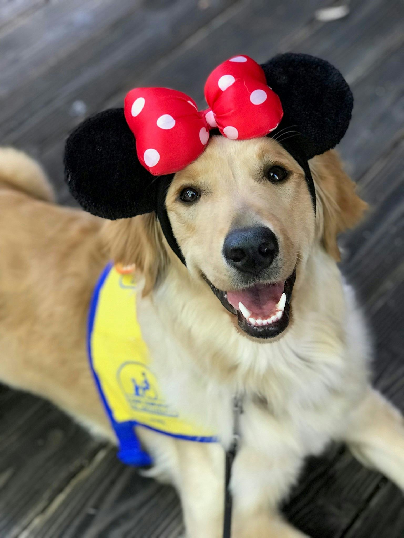 These Photos Of Service Dogs Visiting Disneyland Will Make Your Dreams