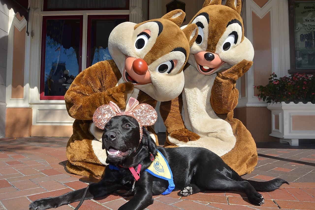 These Photos Of Service Dogs Visiting Disneyland Will Make Your Dreams